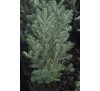Пихта белая Пирамидалис (Abies alba "Pyramidalis") С 5